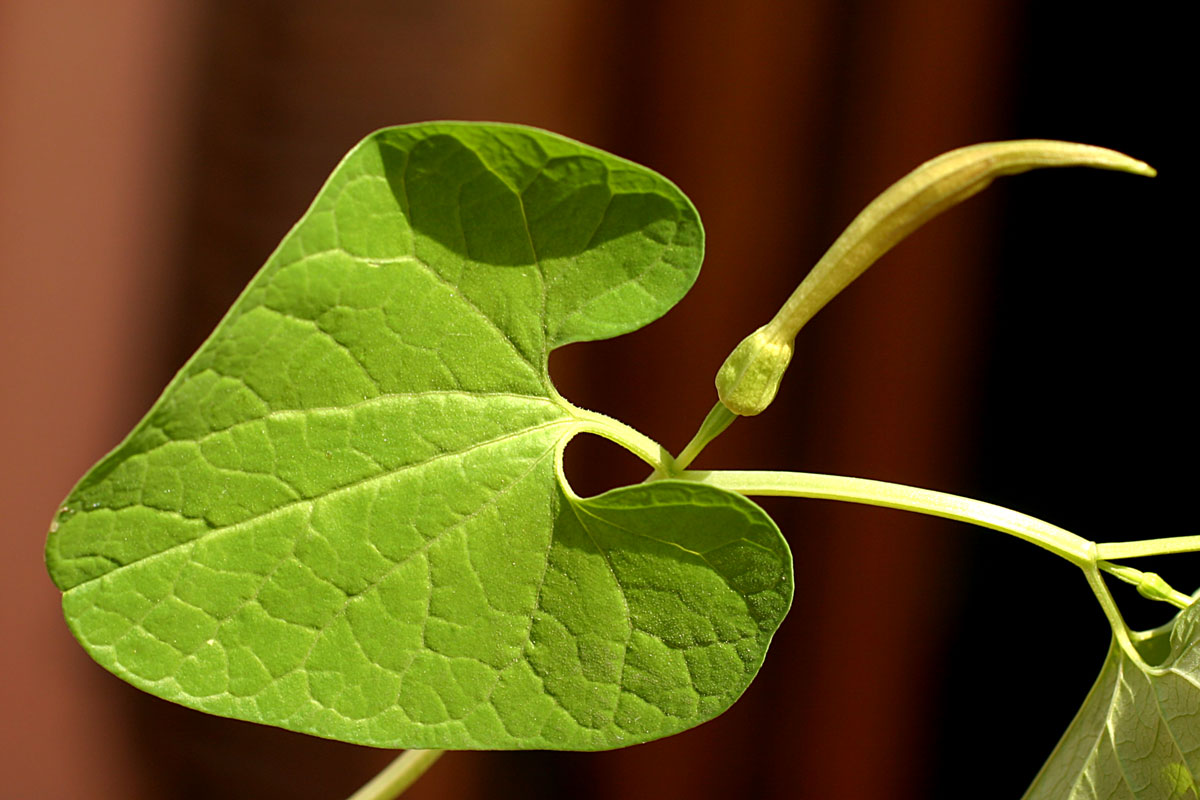 aristolochia_1917.jpg