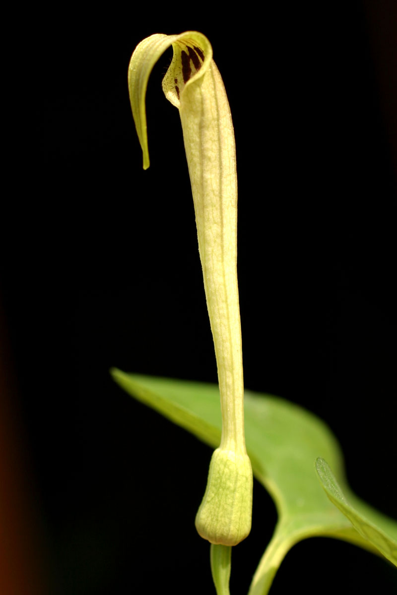 aristolochia_1920.jpg