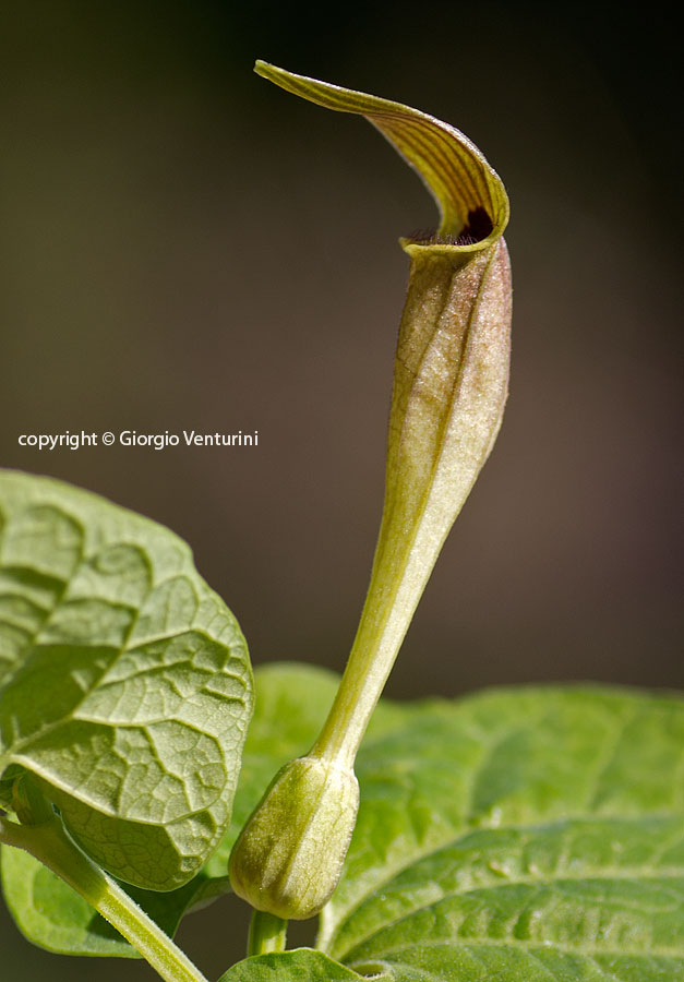 aristolochia_vico_aprile_IMG_1324.jpg