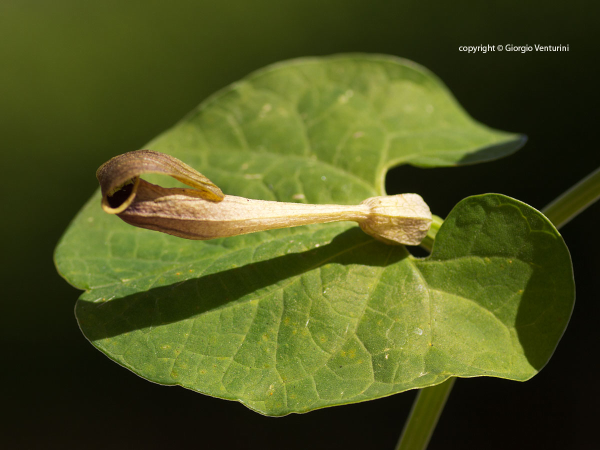 aristolochia_vico_aprile_IMG_1325.jpg