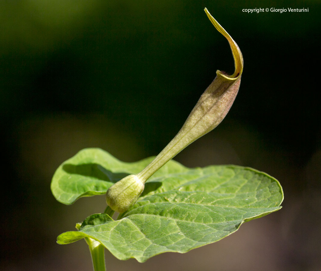 aristolochia_vico_aprile_IMG_1327.jpg