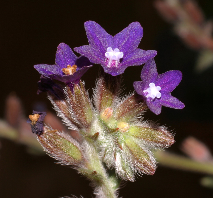 anchusa_hybrida_4976.jpg