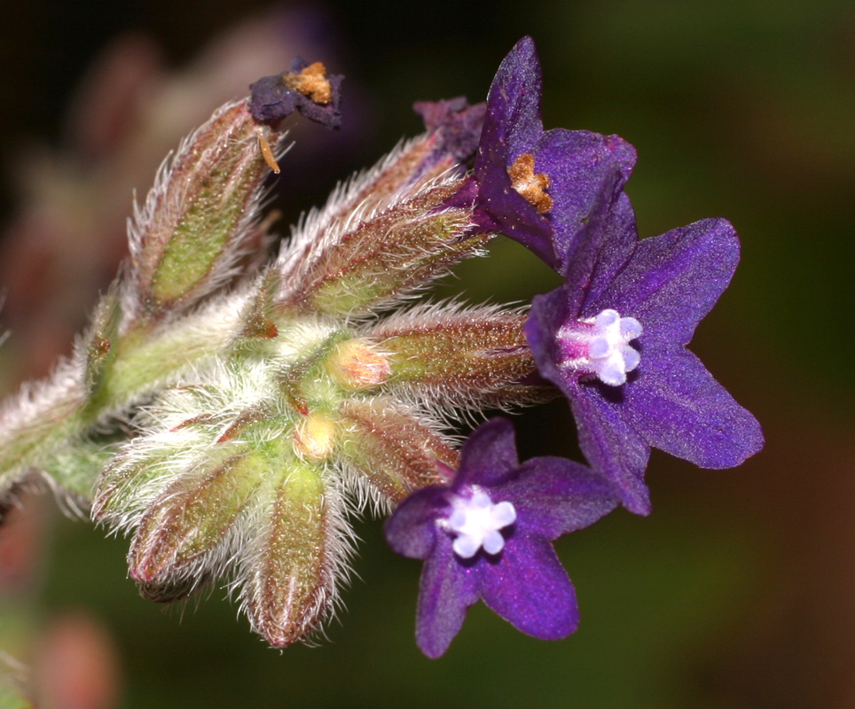 anchusa_hybrida_4978.jpg