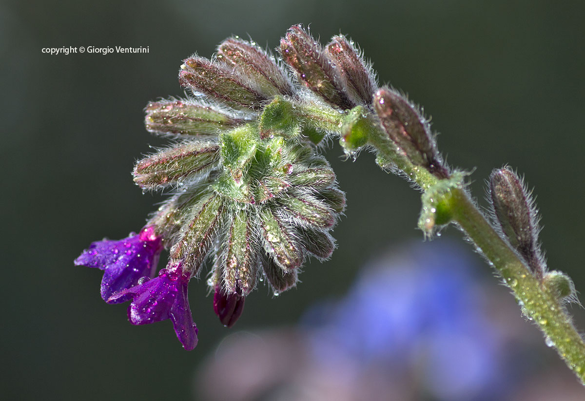 anchusa_roma_marzo_IMG_0603.jpg