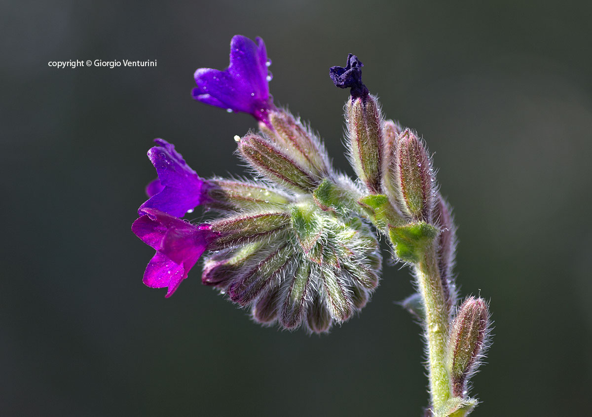 anchusa_roma_marzo_IMG_0611.jpg