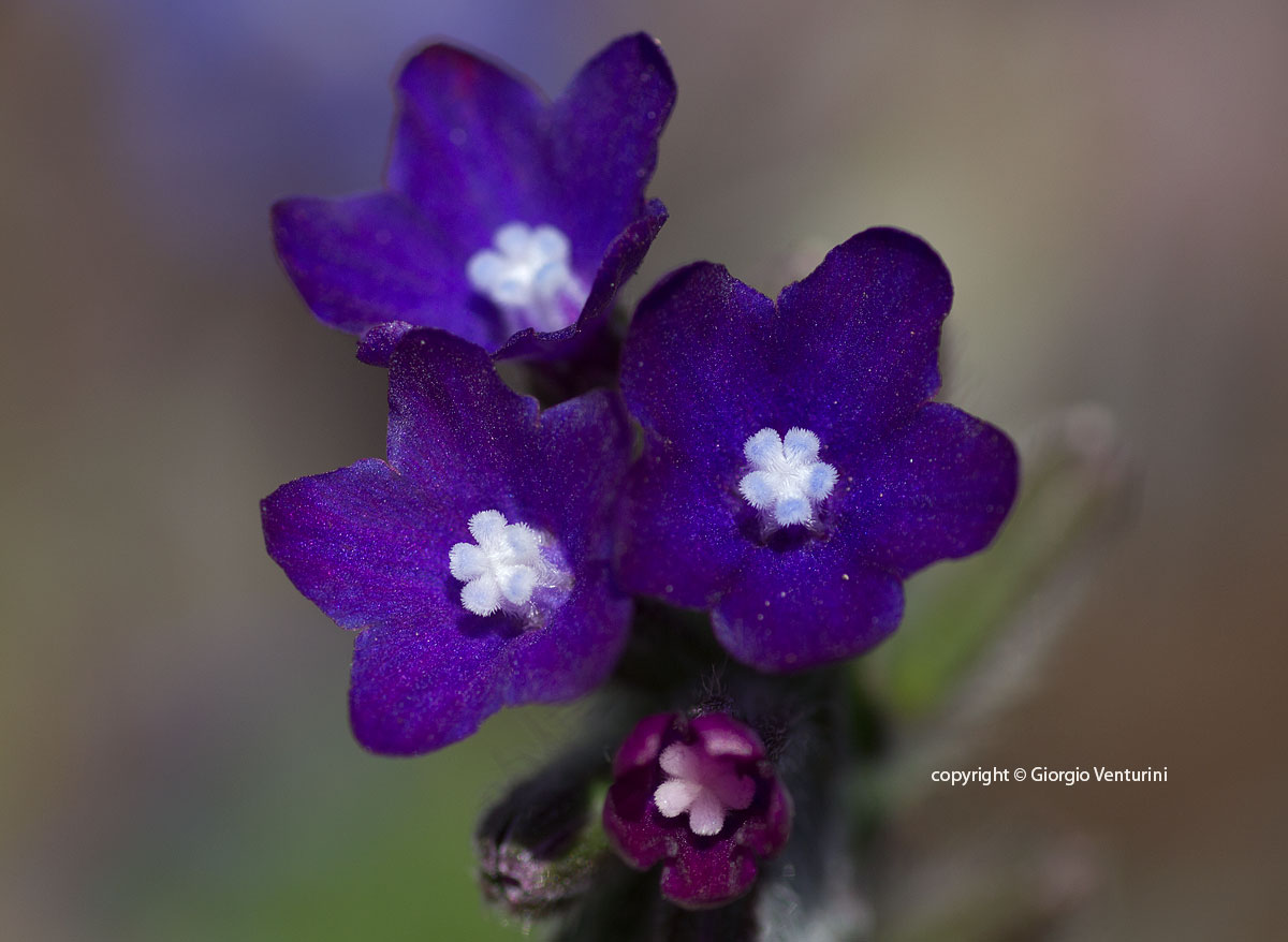 anchusa_roma_marzo_IMG_0617.jpg