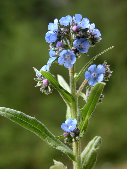 anchusa_bar862.jpg