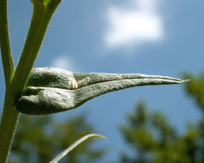 anchusa_barrelieri6552.jpg