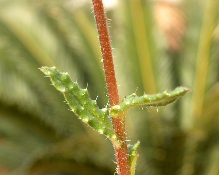 anchusa_cretica3011.jpg