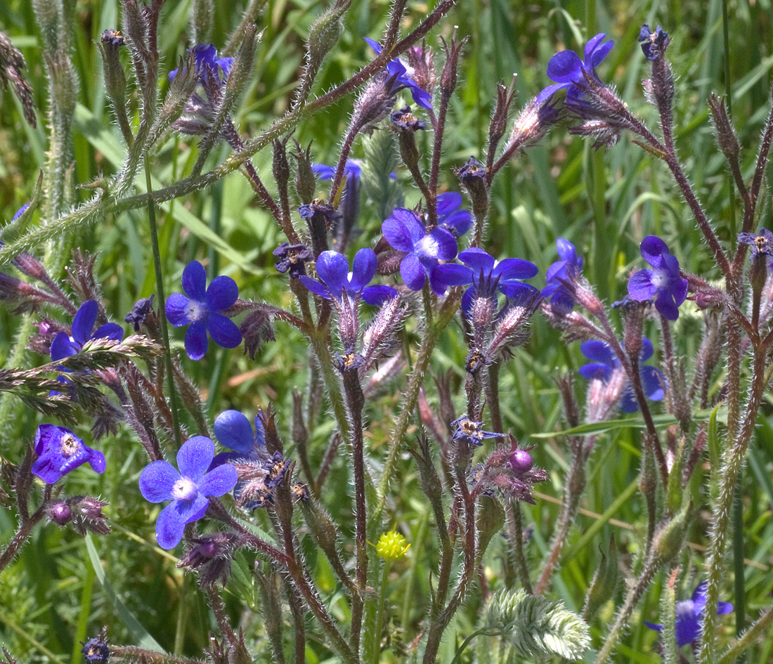 anchusa_2367.jpg