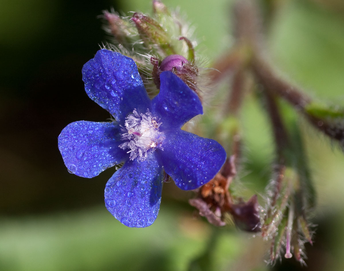 anchusa_licenza_06_10_IMG_8978.jpg