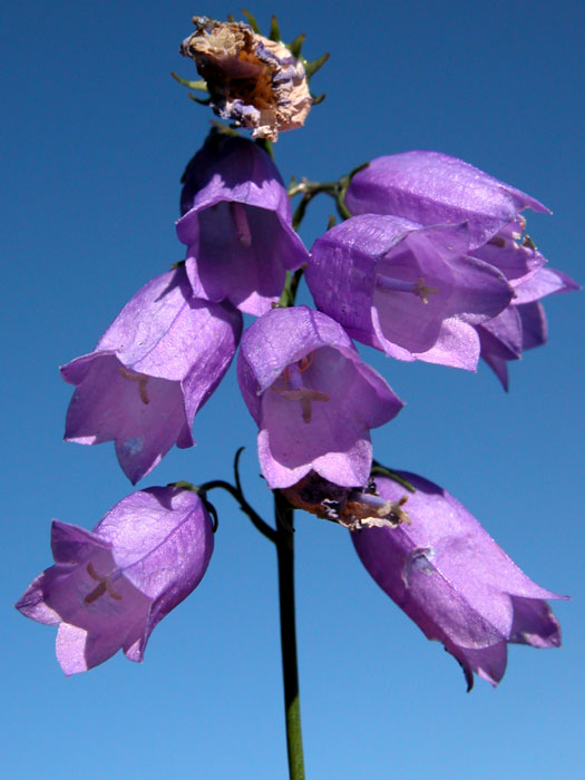 campanula_apenn6172.jpg