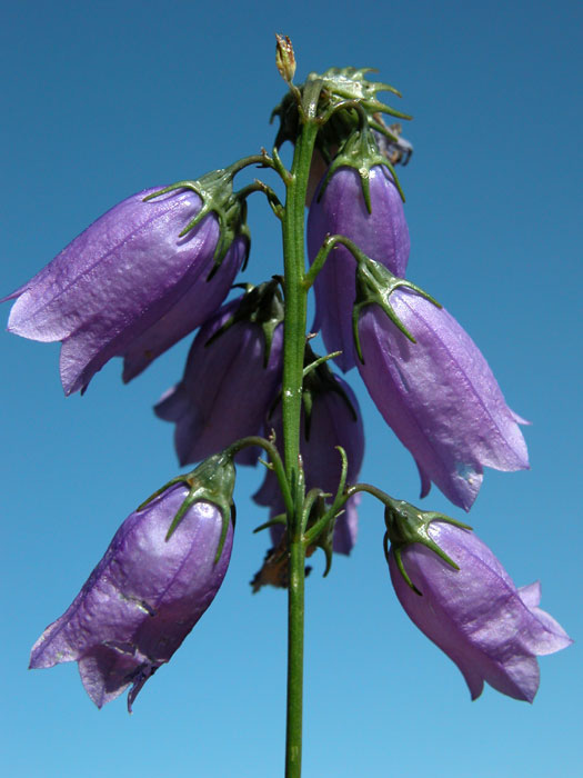 campanula_apenn6174.jpg