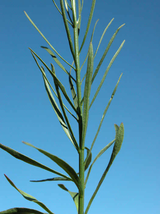 campanula_apenn6175.jpg