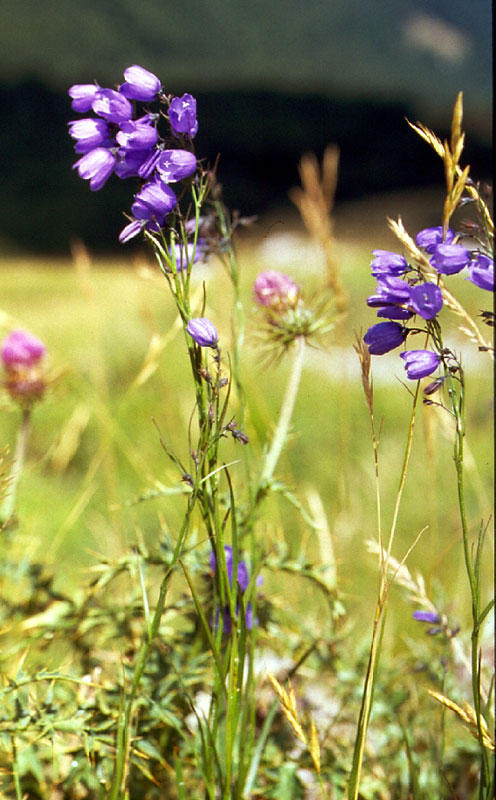 campanula_apennina.jpg