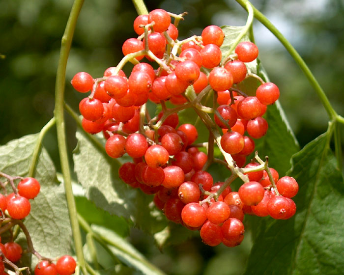 Sambucus racemosa,