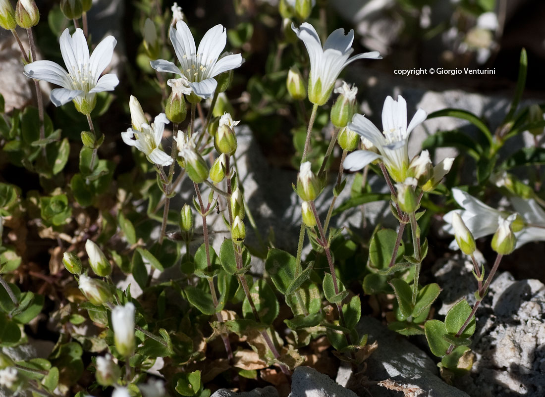 arenaria_bert_c_imperatore_07_11__IMG_3761.jpg