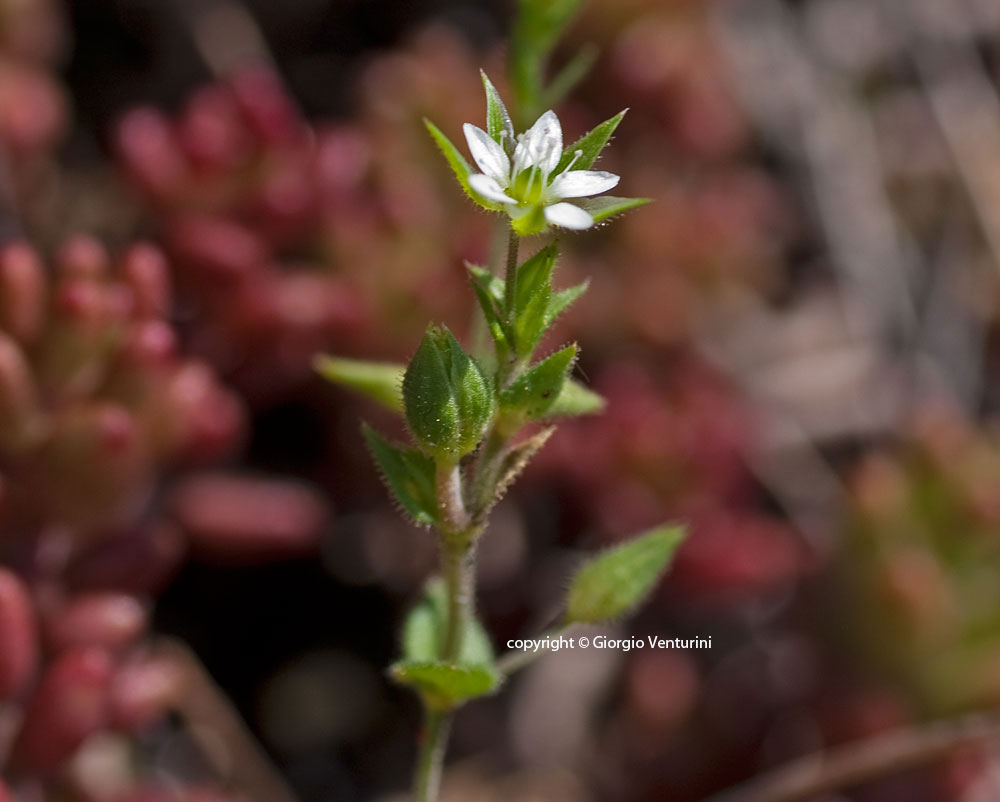 arenaria_serpillif_06_11IMG_3378.jpg