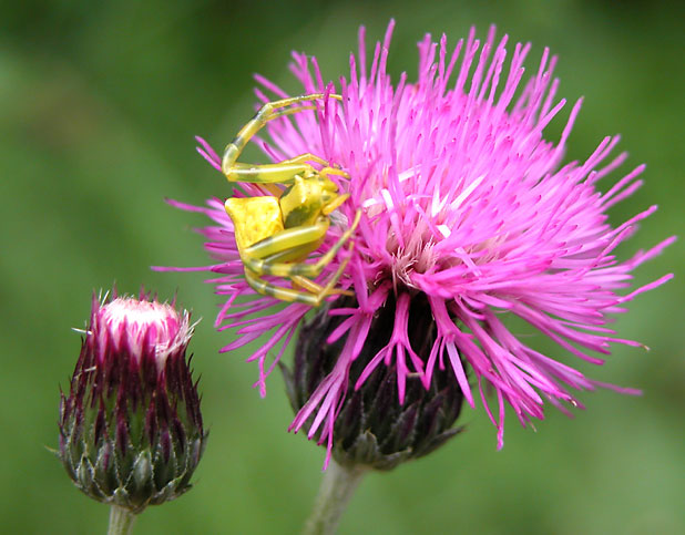 cirsium1715.jpg