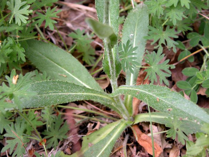 cirsium1718.jpg