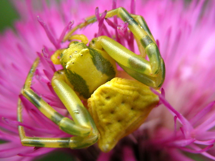 cirsium1720.jpg