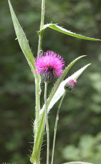 cirsium1721.jpg