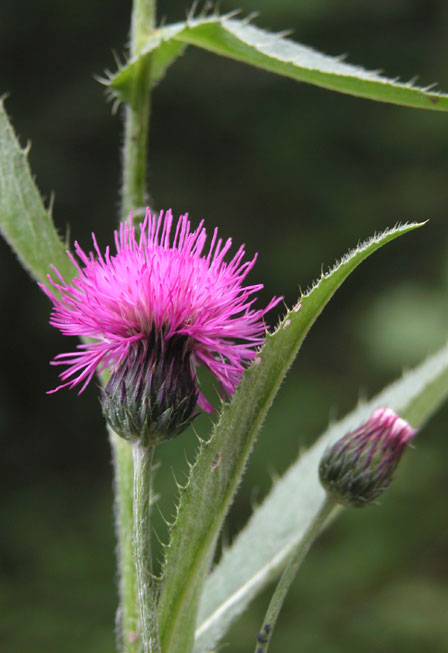 cirsium1723.jpg