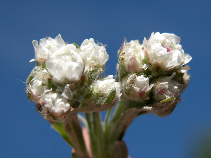 antennaria_dioica1231.jpg