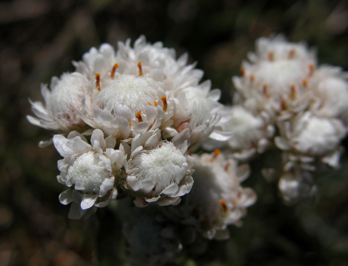 antennaria_dioica1296.jpg