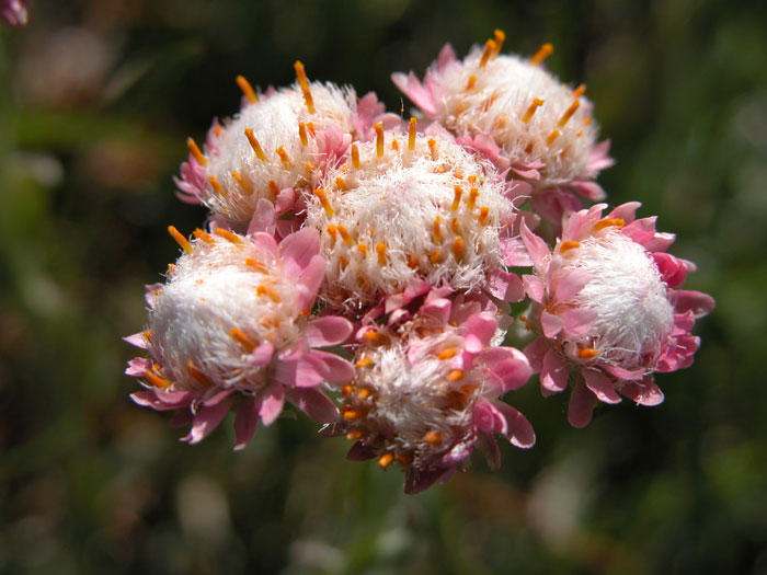 antennaria_dioica1297.jpg