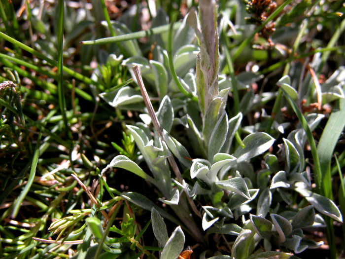 antennaria_dioica1298.jpg