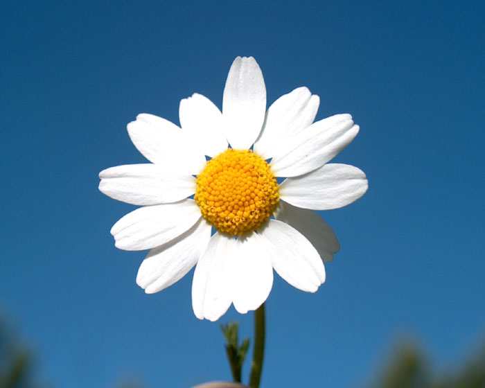 anthemis_arvensis5629.jpg