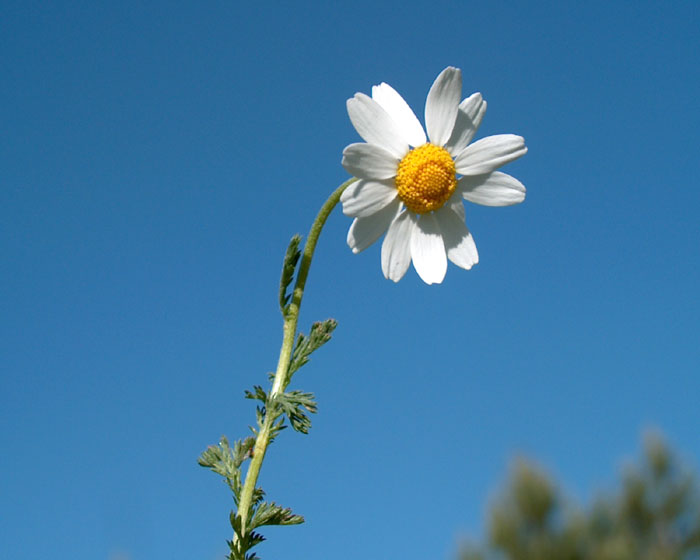 anthemis_arvensis5635.jpg