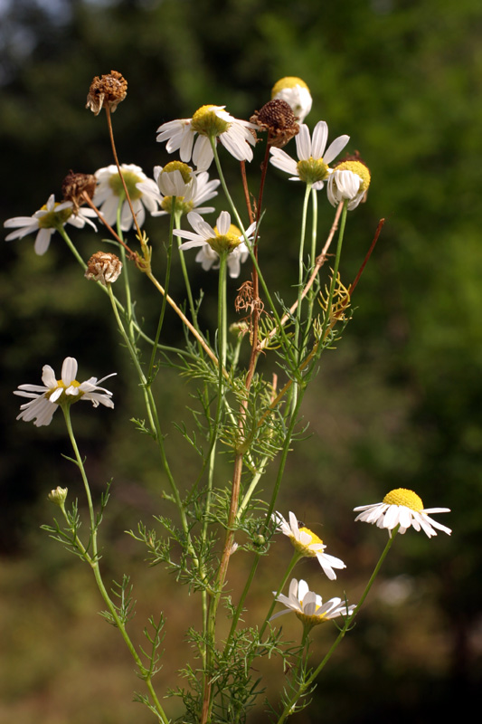 anthemis1_3694.jpg