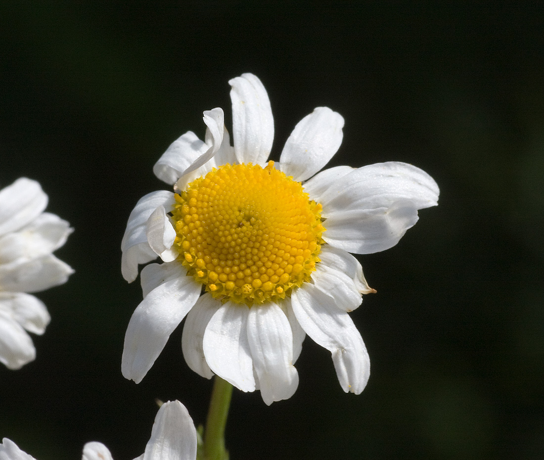 anthemis_cot_rezz_07_0855.jpg