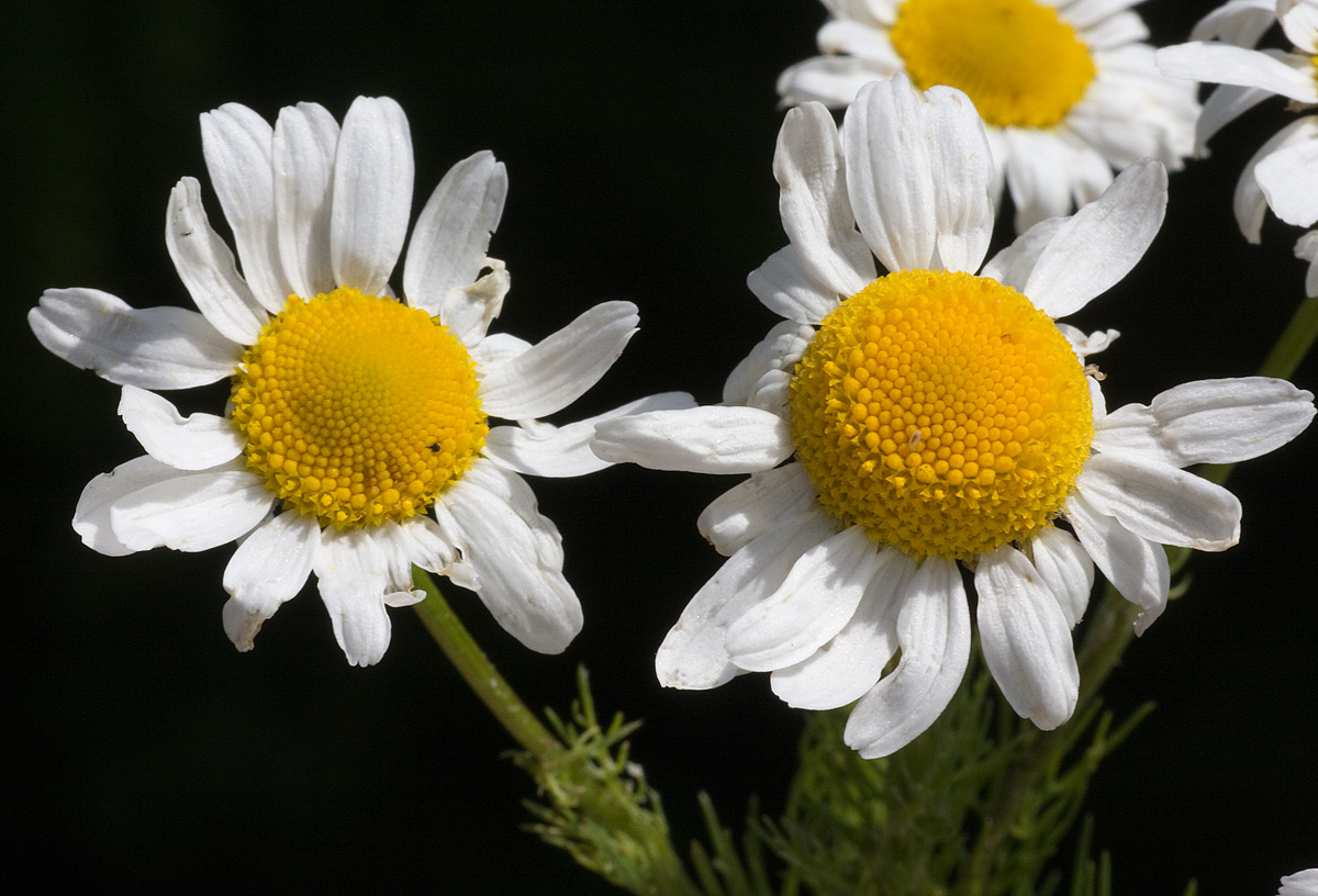 anthemis_cot_rezz_07_0858.jpg