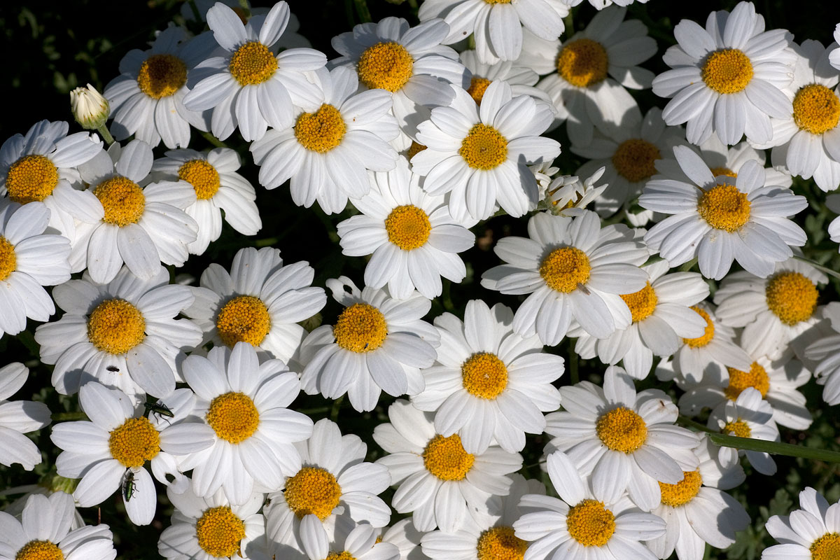 anthemis_marittima_t_flavia_05_10_IMG_8655.jpg