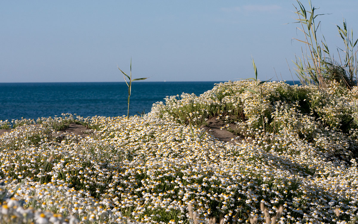 anthemis_marittima_t_flavia_05_10_IMG_8672.jpg