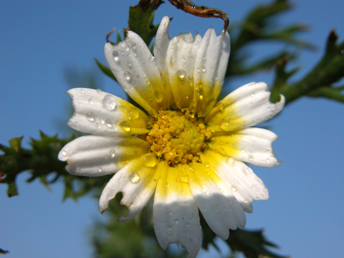 anthemis_mixta3178.jpg