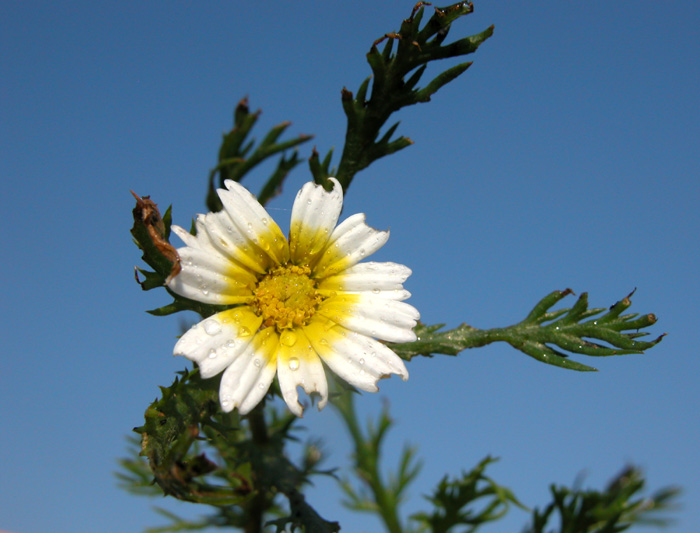 anthemis_mixta3180.jpg