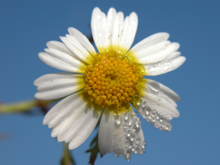 anthemis_mixta3183.jpg