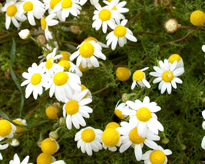 anthemis_praecox3435.jpg