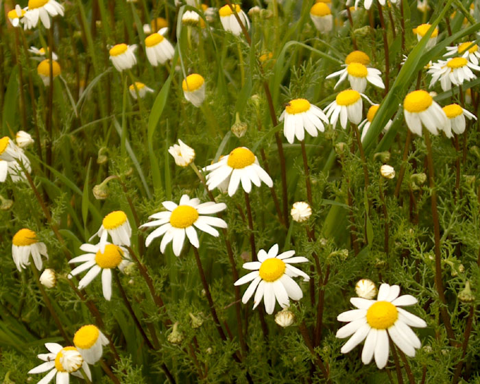 anthemis_praecox3441.jpg