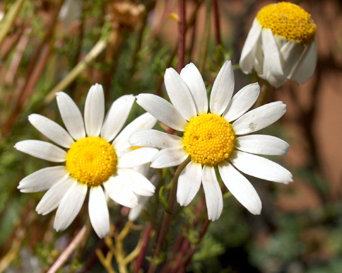 anthemis_praecox3443.jpg