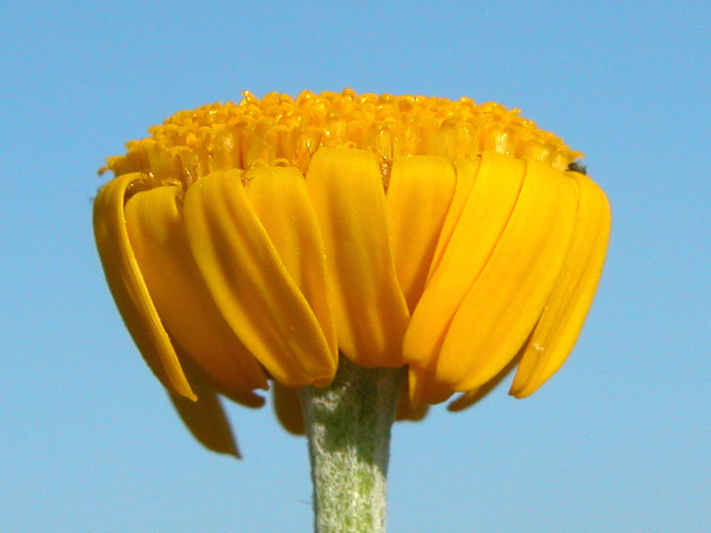 anthemis_tinct7492.jpg