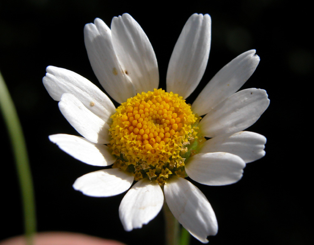 anthemis7803.jpg