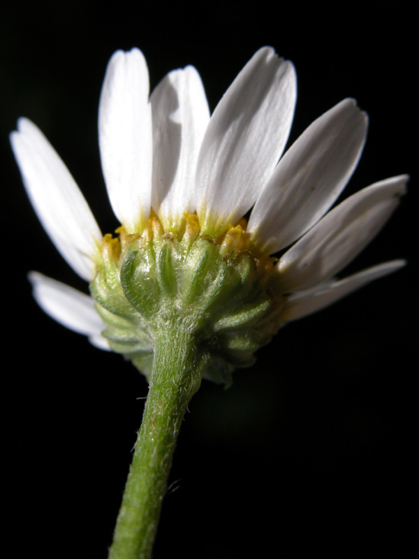 anthemis7806.jpg