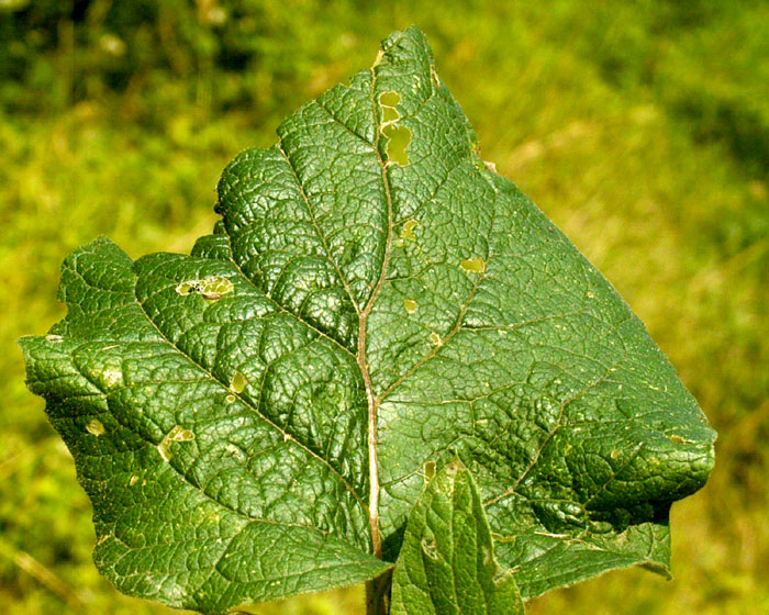 arctium_lappa7075.jpg