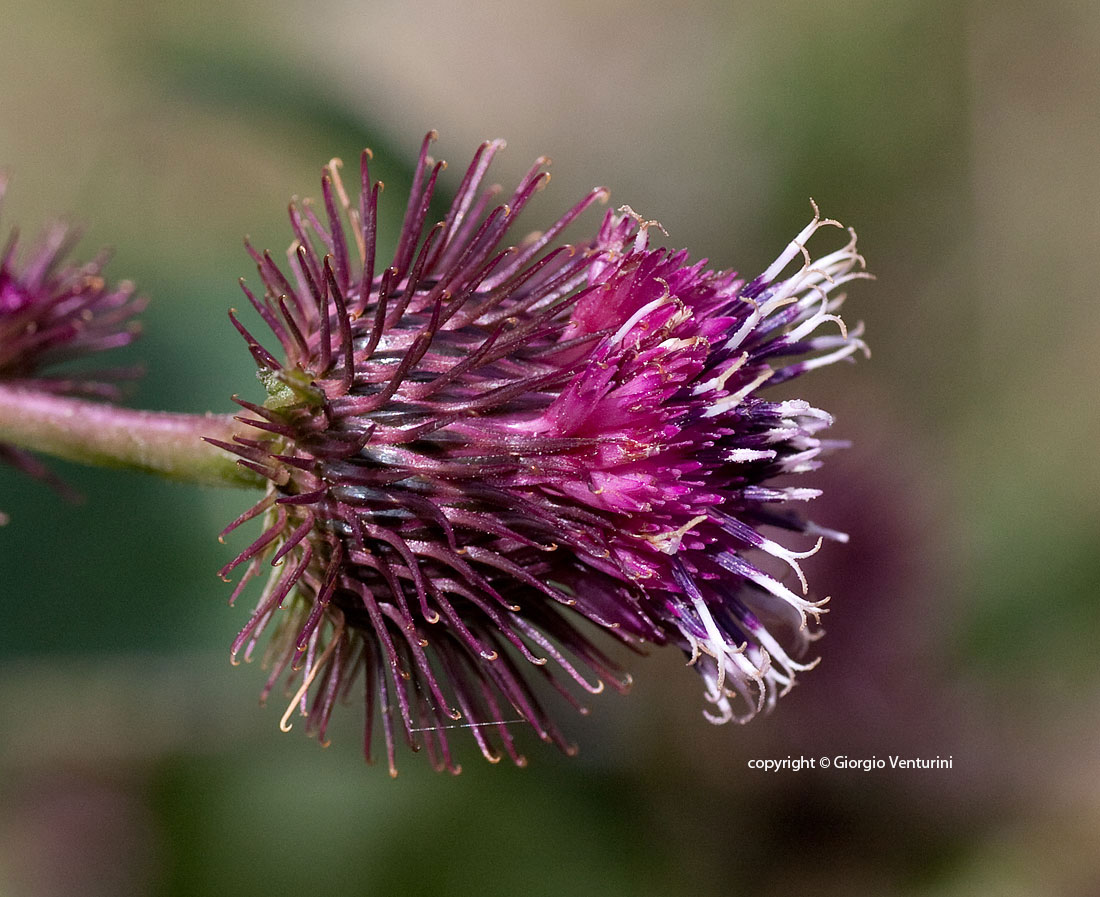 arctium_lappa_rezzo_07_11_IMG_3949.jpg