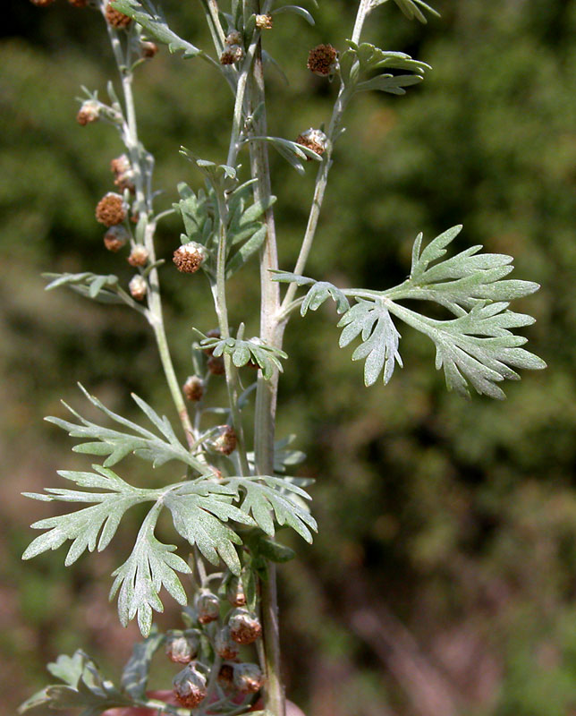 artemisia7851.jpg